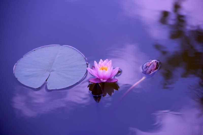 The Crown Chakra or Sahasrara