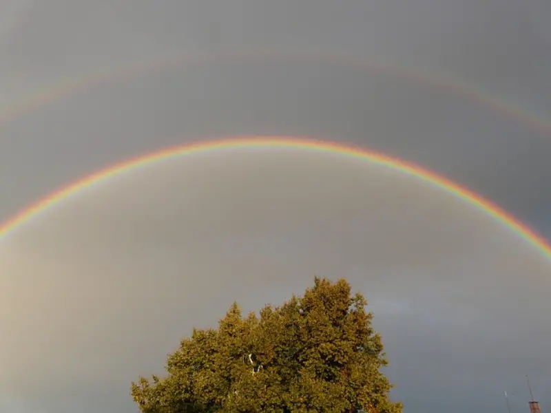 rainbow on top of tree